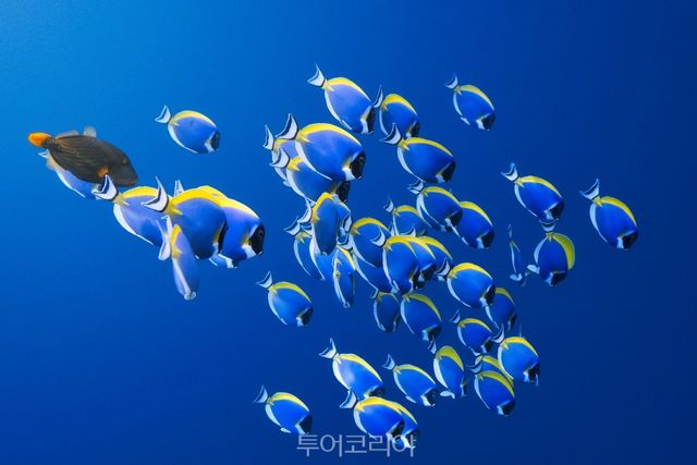 몰디브 '아바니 플러스 파레스' 리조트