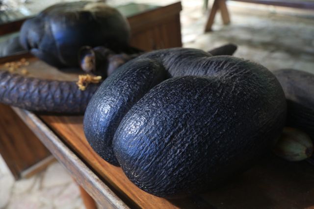 바다의 코코넛으로 불리는 코코 드 메르(사진. 김관수)