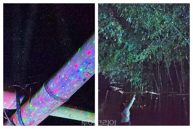 태화강국가정원 십리대숲