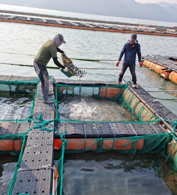 전남 강진군이 전복 종패를 살포했다.사진-강진군
