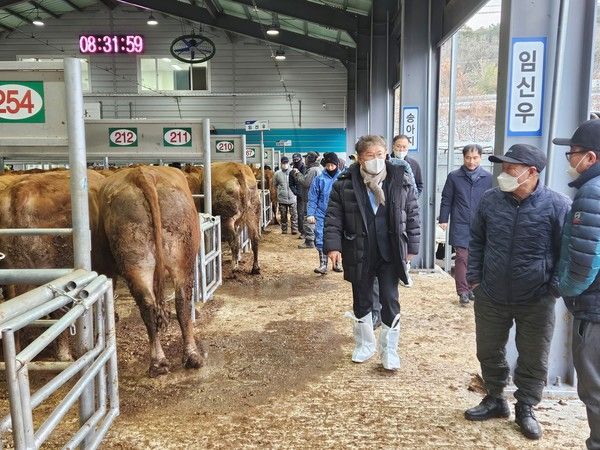 장세일 영광군수는 지난 15일 한우 농가와 축협 관계자들을 격려하기 위해 영광축협 가축시장을 방문했다. /사진-영광군