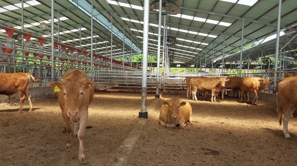 축사모습(사진제공=영주시청)