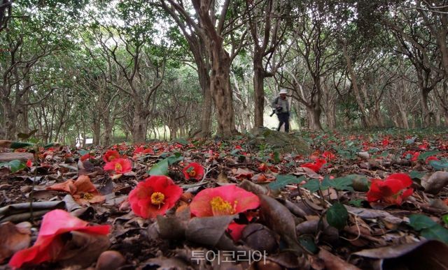 강진 백련사 동백나무 숲 /사진-국가유산청