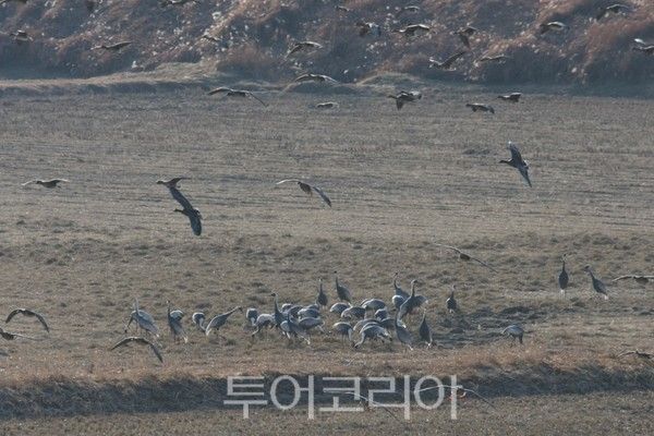 장항습지에 찾아든 철새/사진=고양시