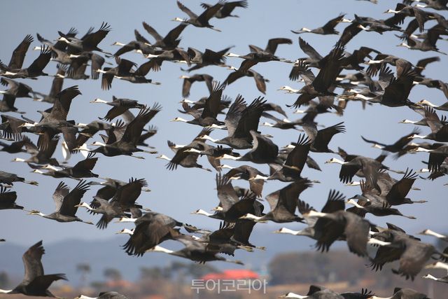 서산 천수만에서 지난해&nbsp;3월 촬영된&nbsp;흑두루미 군무/사진-서산시
