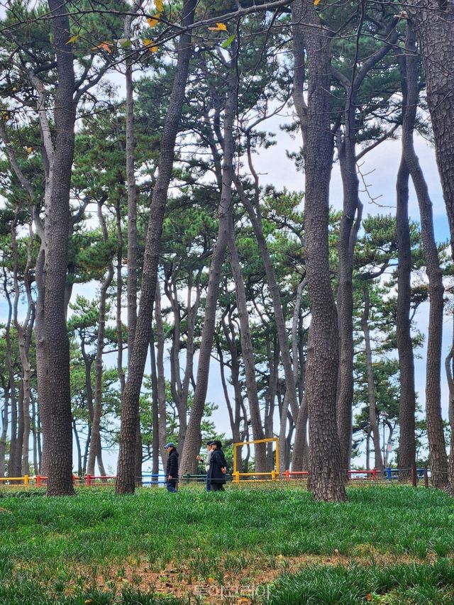 대왕암 소나무 숲길