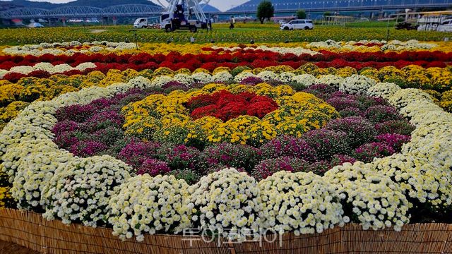 형형색색 가울 국화꽃