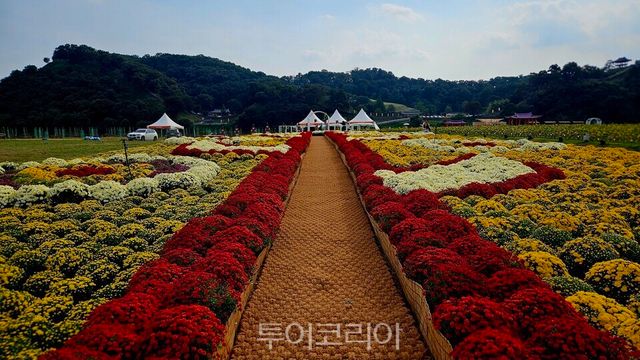 &nbsp;‘제71회 백제문화제’ 를 더욱 돋보이게할 미르섬 가을꽃밭