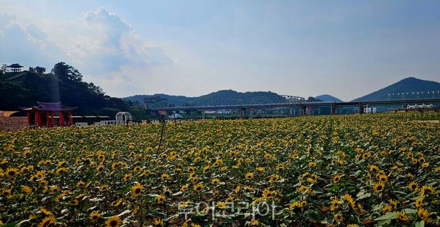 &nbsp;‘제71회 백제문화제’ 를 아름답게 장식할 코스모스 꽃밭