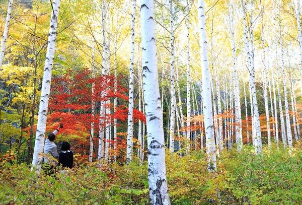 영양군 수비면 죽파리 자작나무숲 단풍 모습./사진-영양군