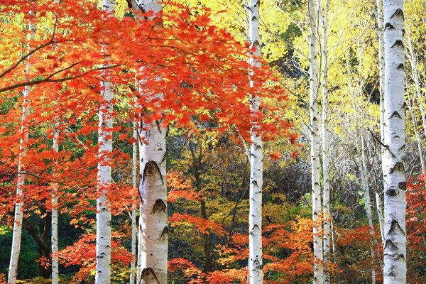 영양군 수비면 죽파리 자작나무숲 단풍 모습./사진-영양군