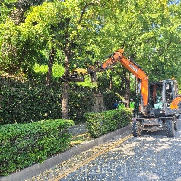 인천 남동구가 은행나무 열매가 바닥에 떨어져 악취 등 시민 불편이 발생하는 것을 해소하기 위해 가로수 은행 열매 수확 작업을 진행하고 있다.