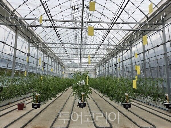 대추방울토마토 재배 온실 전경. /사진-화순군