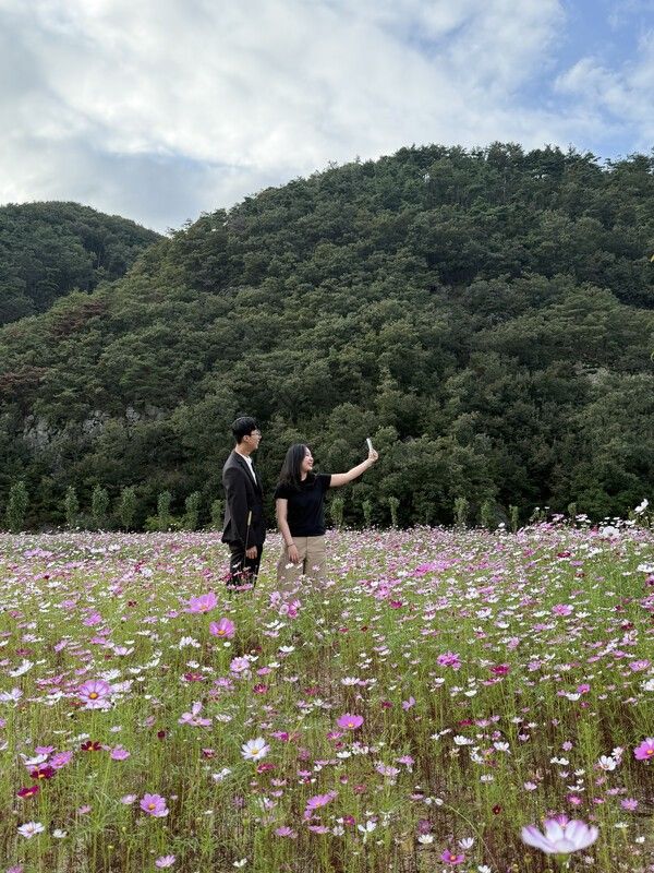 청도군 금천면 신지리 하천변에 조성된 꽃밭에서 방문객이 사진을 찍고 있다./사진-청도군