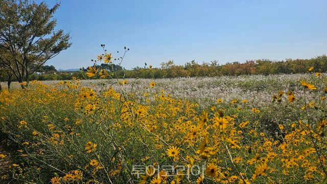 숙근해바라기/ 부안군 제공