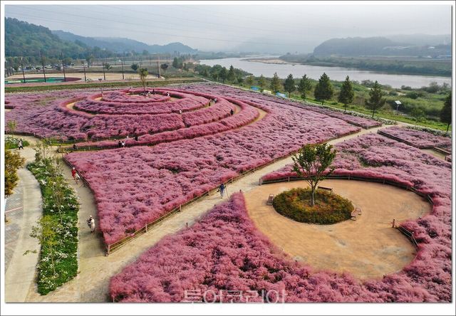 핑크뮬리/사진=합천군