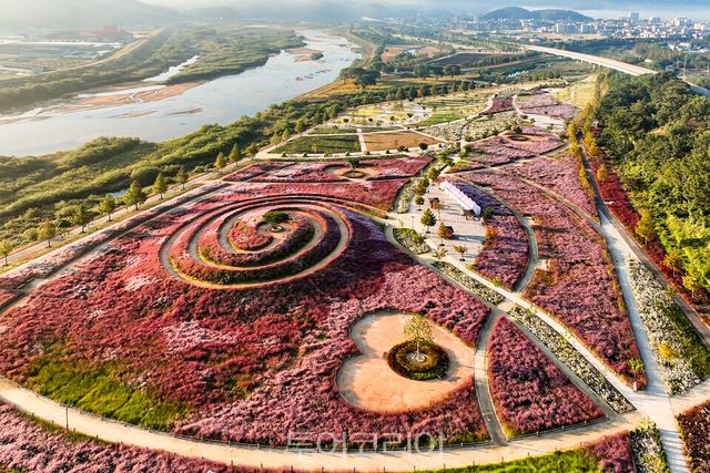 핑크뮬리/사진=합천군