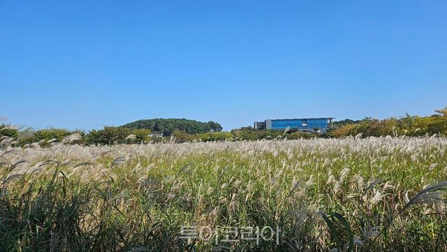 은빛 억새/사진=부안군