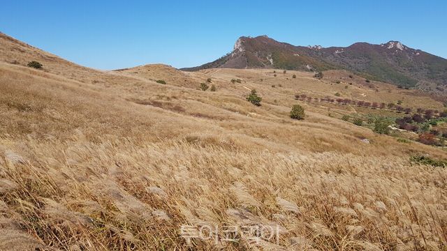 황매산 억새/사진=합천군