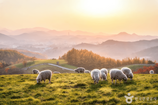 대관령 양떼목장 /사진-한국관광공사
