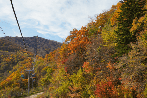 발왕산 케이블카 /사진-네이버 플레이스 업체 등록