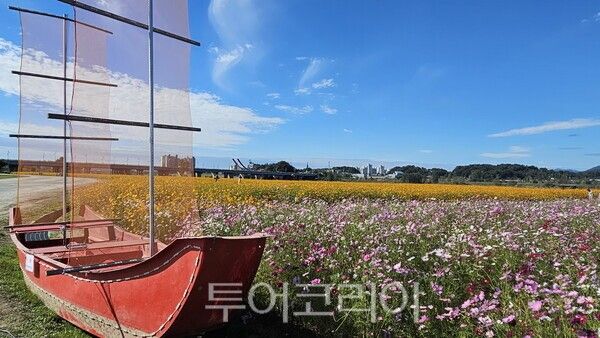 백마강 코스모스길 황포돛배. /사진-부여군