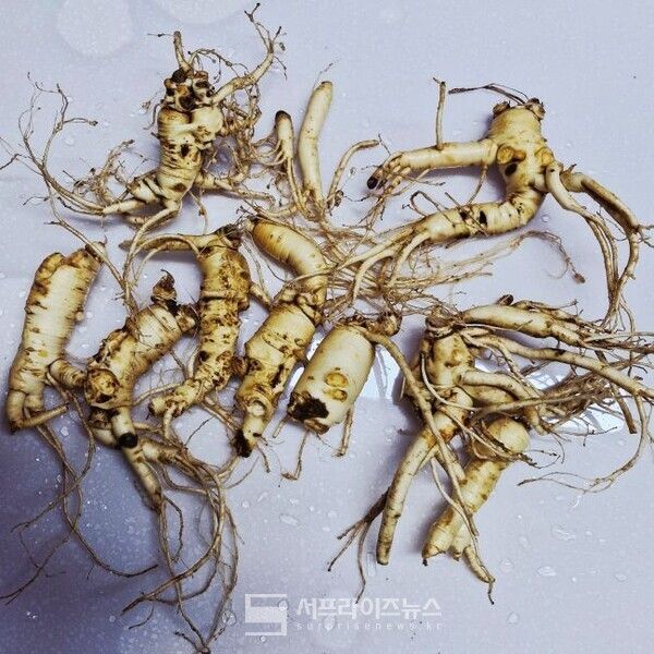 썩은 인삼/투어코리아뉴스 김경남 기자