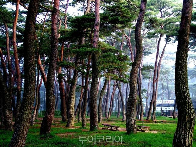 하동송림/사진=하동군