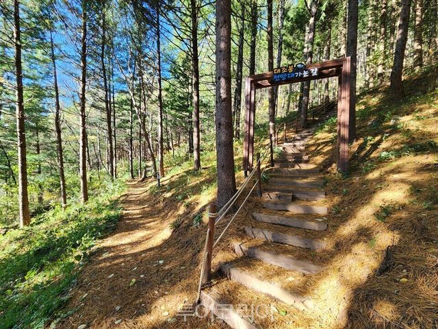 숲이 품은 도시, 힐링이 머무는 태백 /사진=태백시