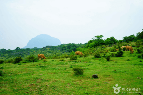 제주곶자왈도립공원 /사진제공-한국관광공사