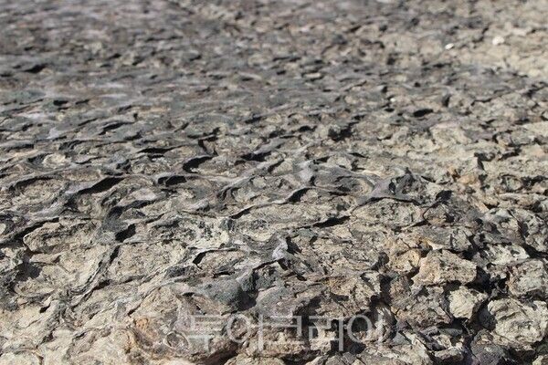 소청도 스트로마톨라이트 전경.&nbsp;2025.10.22. / 투어코리아 이창호 기자