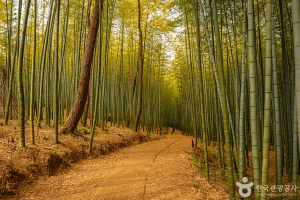 아홉산숲 /사진제공-한국관광공사