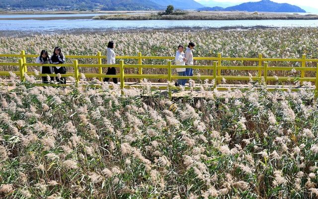 강진만춤추는갈대축제/사진-강진군