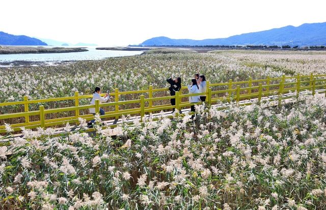 강진만춤추는갈대축제/사진-강진군