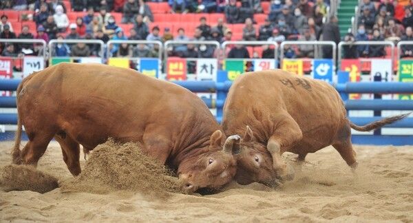 소싸움대회 경기 모습./사진-청도군