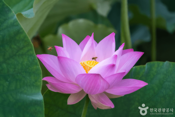 세미원 /사진제공-한국관광공사