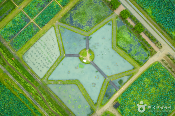 연꽃테마파크 /사진제공-한국관광공사