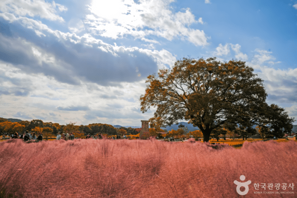 경주핑크뮬리 /사진제공-한국관광공사