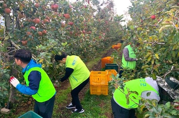▲예산군 수도과 직원들의 사과 수확 농촌 일손돕기 활동 모습. 사진-예산군