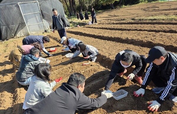 ▲마늘 심기 작업을 도우며 구슬땀을 흘리고 있는 직원들 모습. /사진-충남도 대변인실
