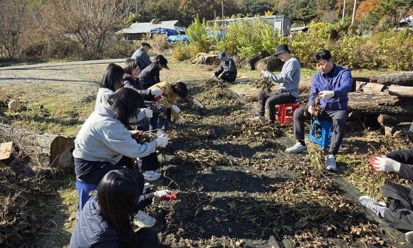 ▲녹두 수확을 위해 일손 돕기에 나선 직원들 모습. /사진-충남도 대변인실