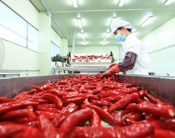 영양 홍고추 가공 모습./사진-영양군