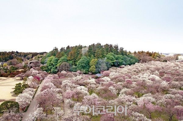 가이라쿠엔 봄 풍경/사진-이바라키현