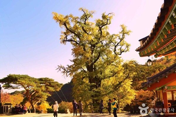 용문사 은행나무 /사진제공-한국관광공사