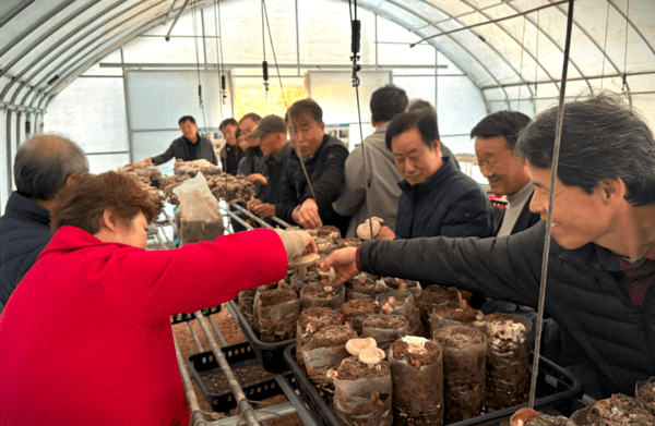 ▲표고버섯 재배 체험 실습 모습. /사진-공주시산림조합