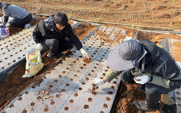▲공직자 농촌일손돕기 봉사활동 모습. /사진-서산시