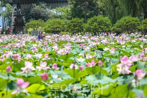 세미원 연꽃/투어코리아뉴스 김경남 기자