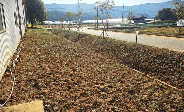 ▲농협중앙회 공주시지부와 신풍농협은 최근 ‘희망 농촌 정비 사업’을 통해공주시 신풍면 백룡1리 마을 입구의 환경 개선을 위해 두 팔을 걷고 나섰다(식재 된 맥문동 모습). /사진-농협중앙회 공주시지부