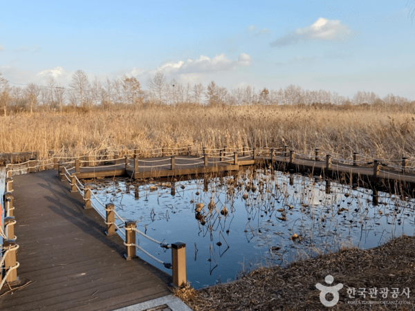 안산갈대습지 /사진제공-한국관광공사