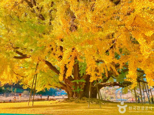반계리 은행나무 /사진제공-한국관광공사